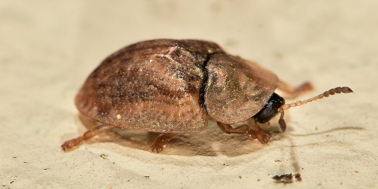 Chrysomelidae: Hypocassida cfr. subferruginea